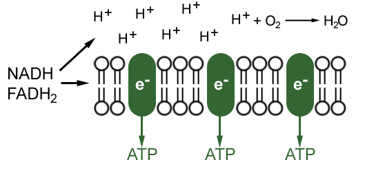 electron transport chain. electron transfer chain to