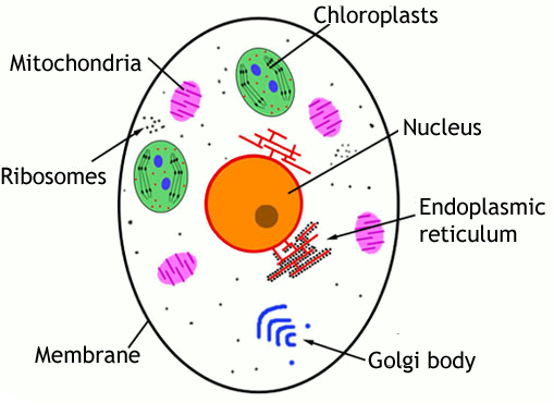 diagram of cell. diagram of a eukaryotic cell