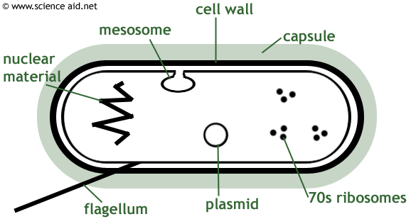 diagram of a bacterium including mesosome, plasmid, cell wall, capsule, flagellum, plasmid, nucleur zone