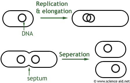 diagram showing the stages of binary fission