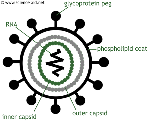diagram of the HIV virus