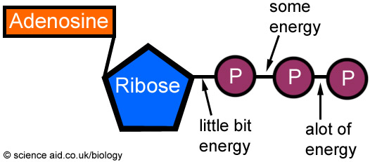 diagram of an ATP molecule