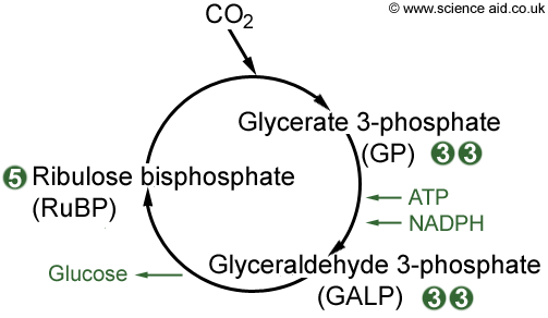 diagram of the calvin cycle