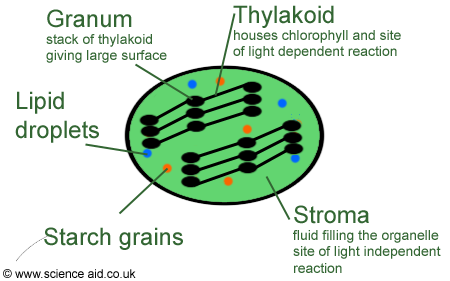annotated diagram of a chloroplast