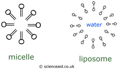 a micelle and liposome