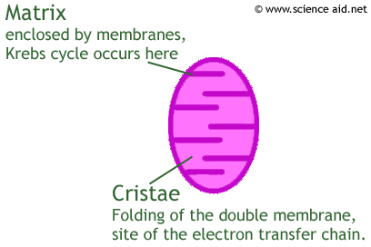 image of a mitochondrion with matrix and christae labeled.
