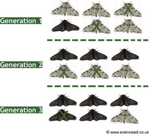 illustration of the evolution of the peppered moth