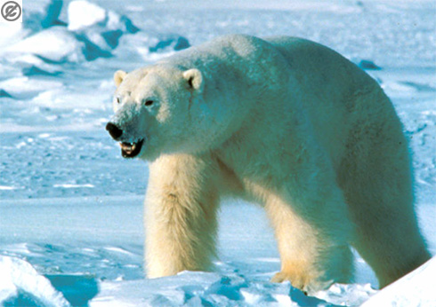 photograph of a polar bear.