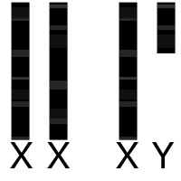 males and female chromosomes 45 and 46