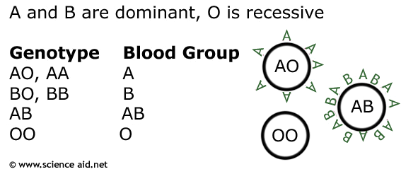 summary of blood group genetics