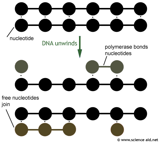 diagram of DNA replication