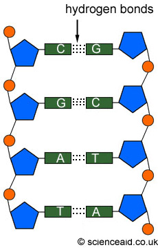 two strands of DNA nucleotides