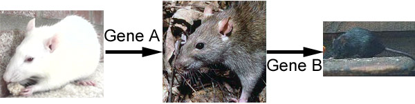 example of epistasis in rat colouration