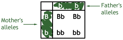 example of a punnet square for monohybrid inheritance of eye colour