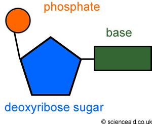 diagram of a nucleotide