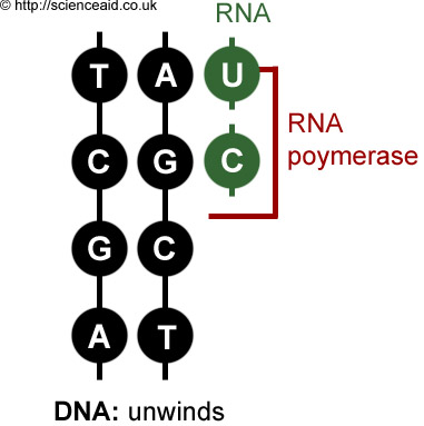 transcription, RNA polymerase, RNA