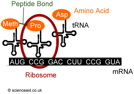 diagram of translation showing tRNA, ribosomes, amino acids et cetera